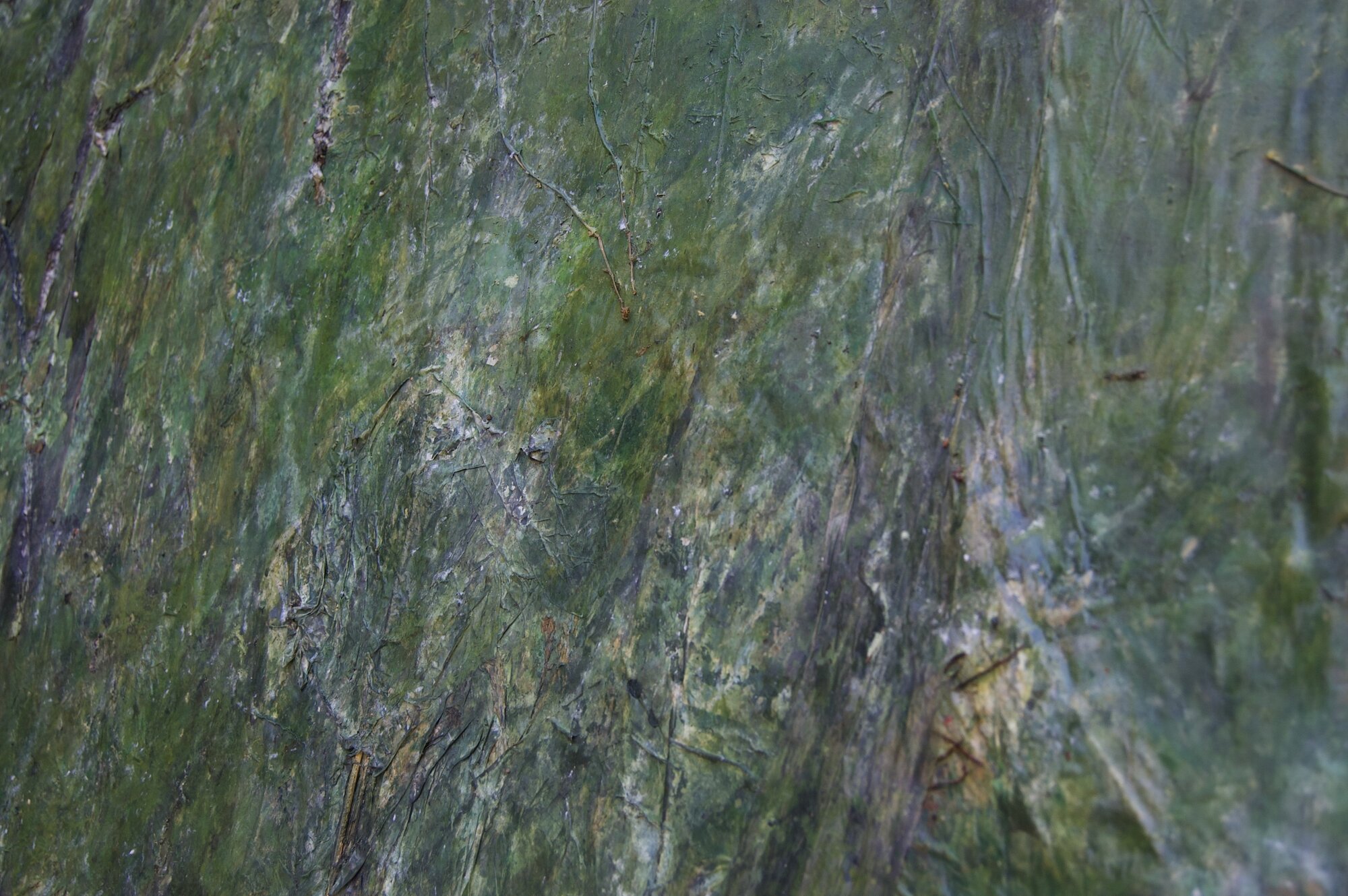 Detailansicht: Malerei, 220 x 160 cm, Papier, Pflanzen, Öl, Acryl, Gouache auf Leinwand